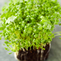 4 packs Cress seeds Fine curled 