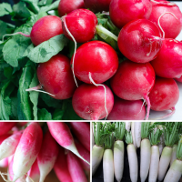 3 packs Radish seeds - French Breakfast, White Icicle and Cherry Belle