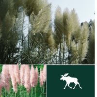 Pampas Grass collection - White & Pink feather  Cortaderia selloana seeds