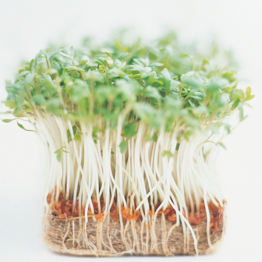4 packs cress seeds common