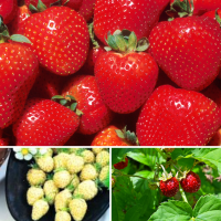 3 packs Strawberry seeds - Wild strawberry, Yellow wonder and Temptation 