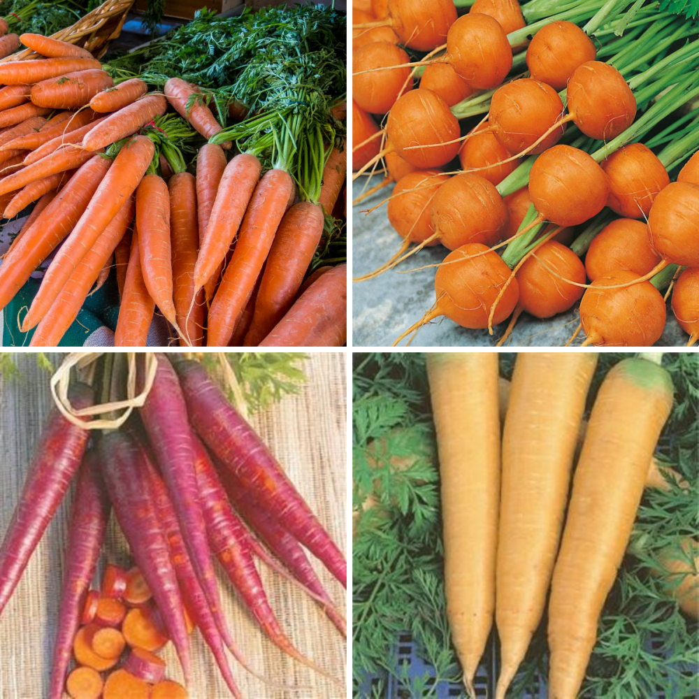 4 packs carrot Seeds - Nantes, Purple, Yellow, Round