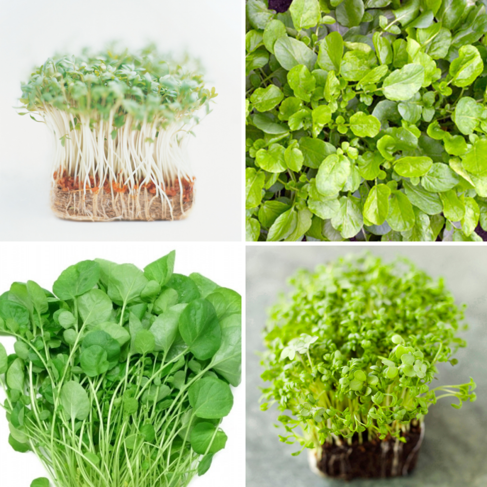 4 packs Cress seeds - Curled, Common, Land, watercress