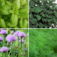 4 packs herb seeds collection 002 Chive, Basil, Marjoram, Dill 