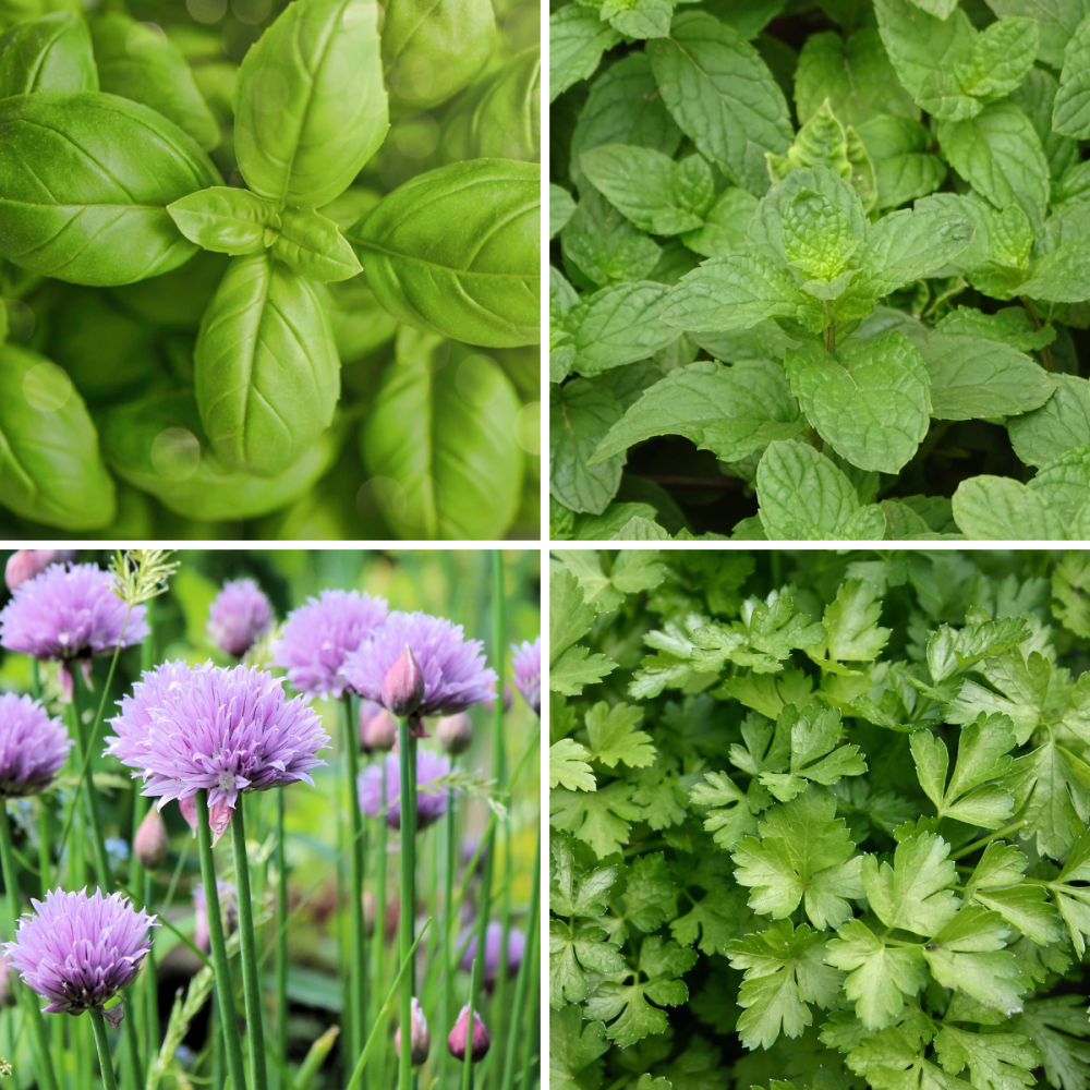 4 packs herb seeds - Chive, Peppermint, Basil, Parsley