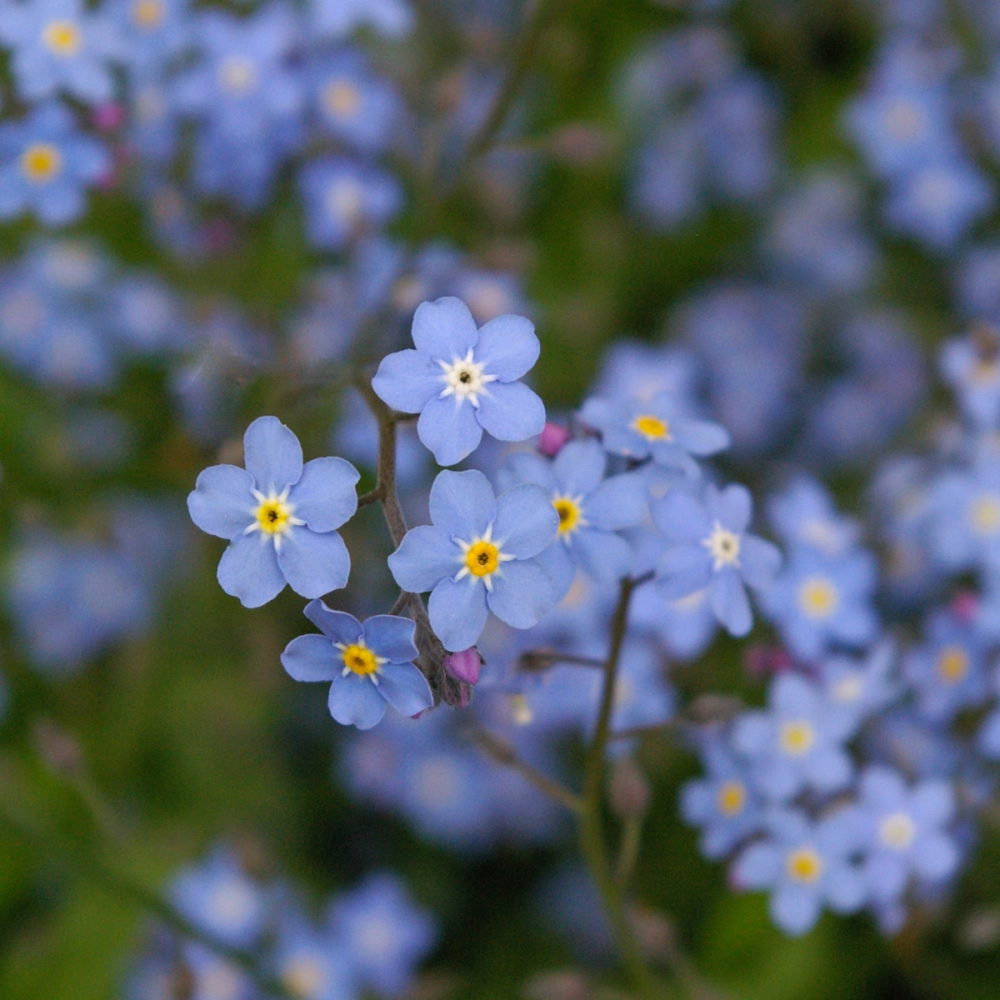 10 packs Forget me not flower seeds - Myosotis - bulk buy