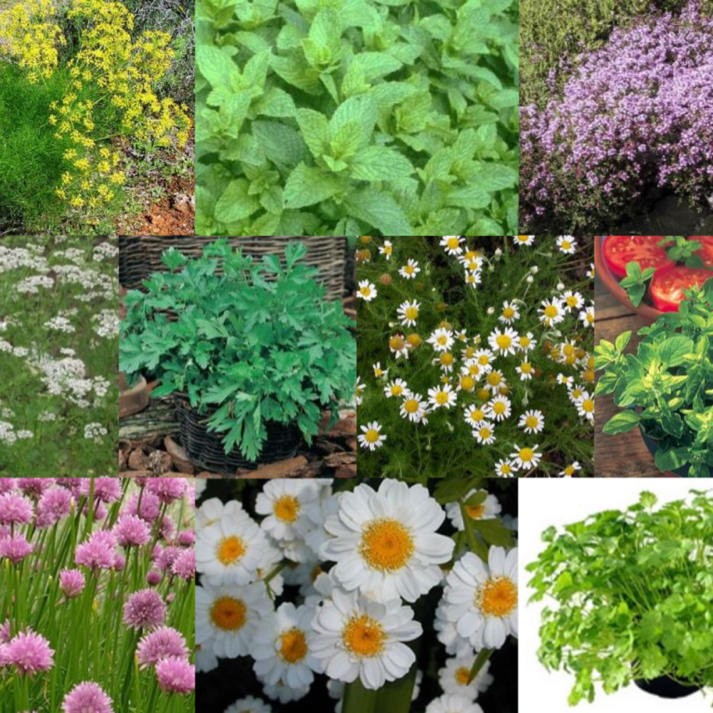 10 Packs Herb Seeds - Herb Garden Collection 2 Anise, Feverfew, Thyme etc