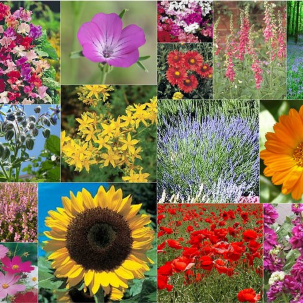 15 Packs of Flower Seeds - inc cosmos, stocks, marigold and more
