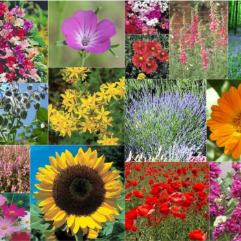 15 Packs of Flower Seeds inc cosmos, stocks, marigold and more