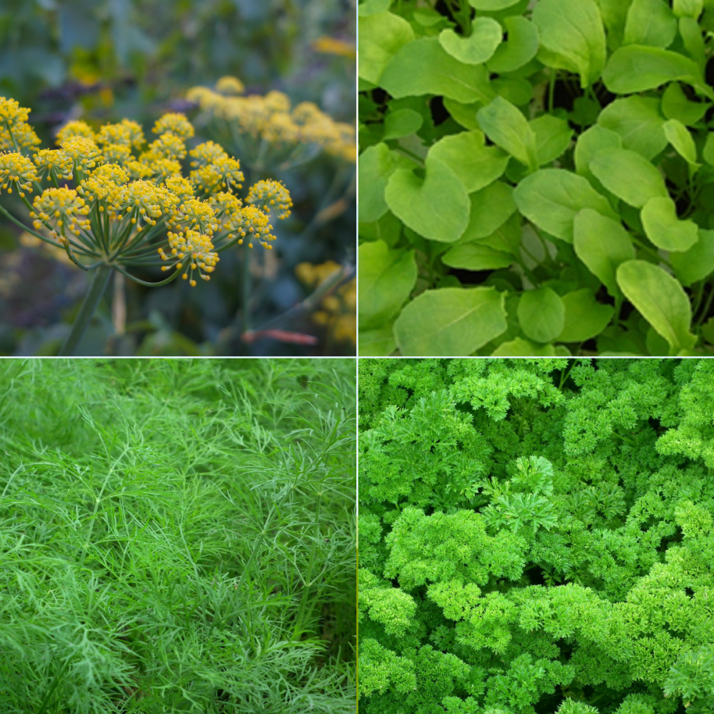 4 packs herb collection 001 - Fennel, Dill, rocket, Parsley