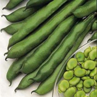 Broad Bean Imperial green longpod Seeds