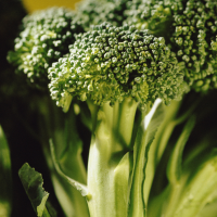 Broccoli Calabrese Green Sprouting seeds