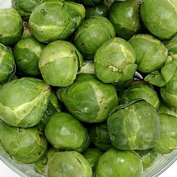 Brussel Sprouts seeds - Evesham special 