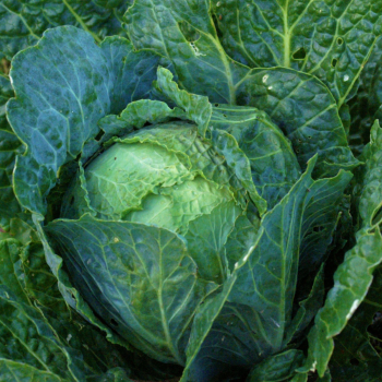 Cabbage January King extra late seeds