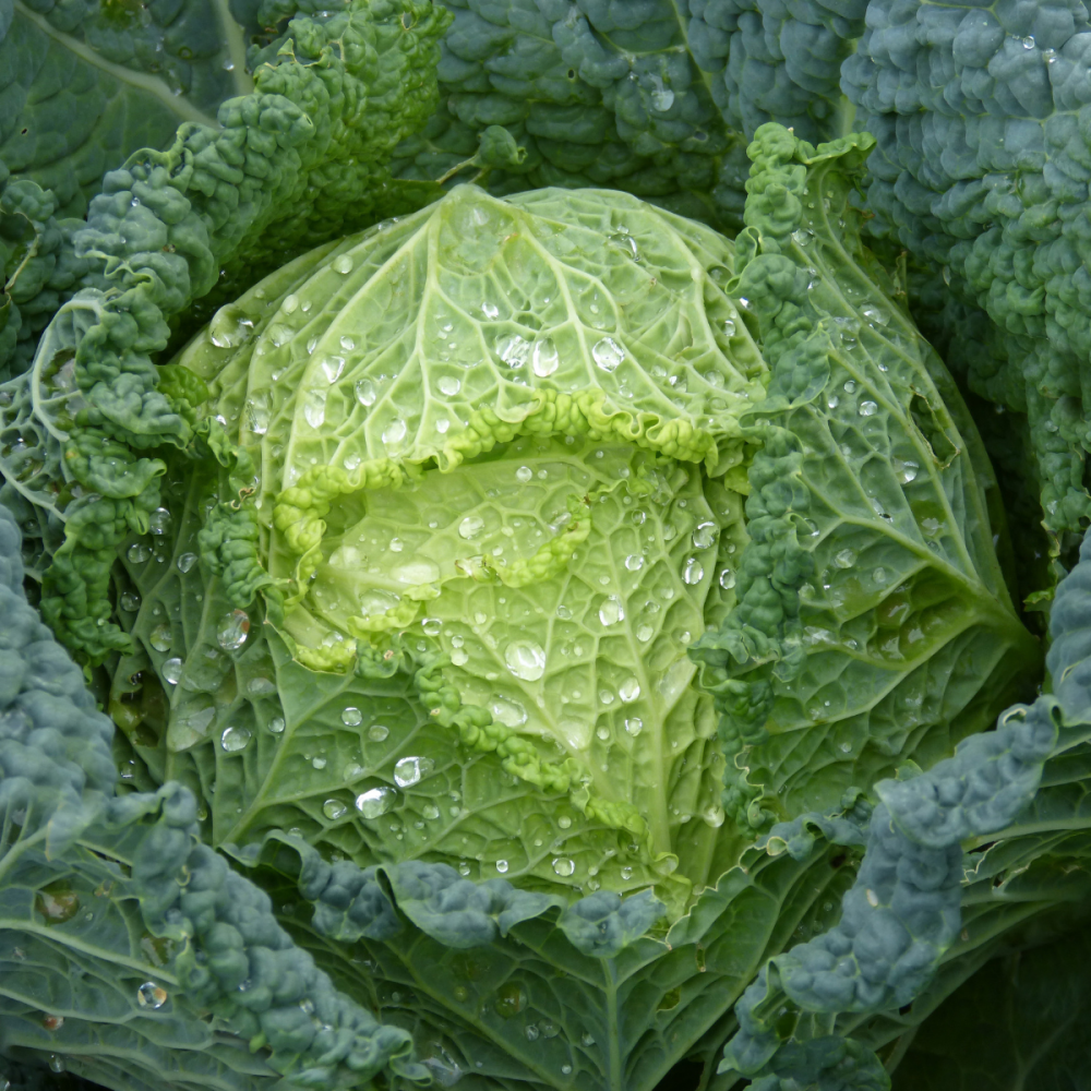 Cabbage Ormskirk Savoy seeds