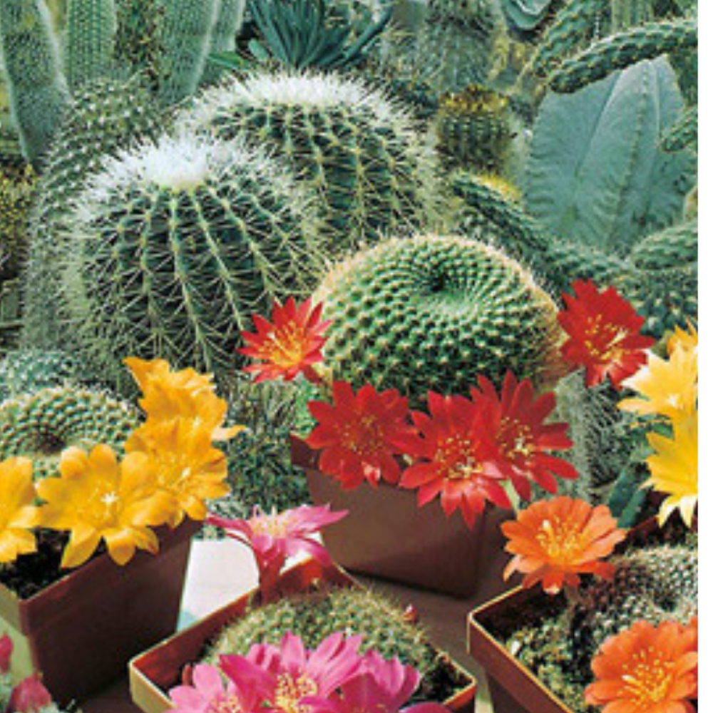 Cactus Finest Mix - 25 Seeds