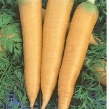 Carrot - Solar Yellow Seeds