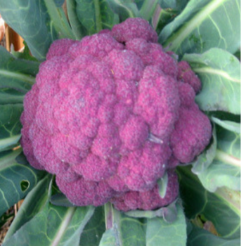 Cauliflower - Violetta of Sicily seeds