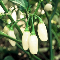 Chilli Pepper Habanero White seeds
