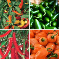 Chilli seeds collection Jalapeno, Hungarian, Habanero, Ring o fire chilli peppers