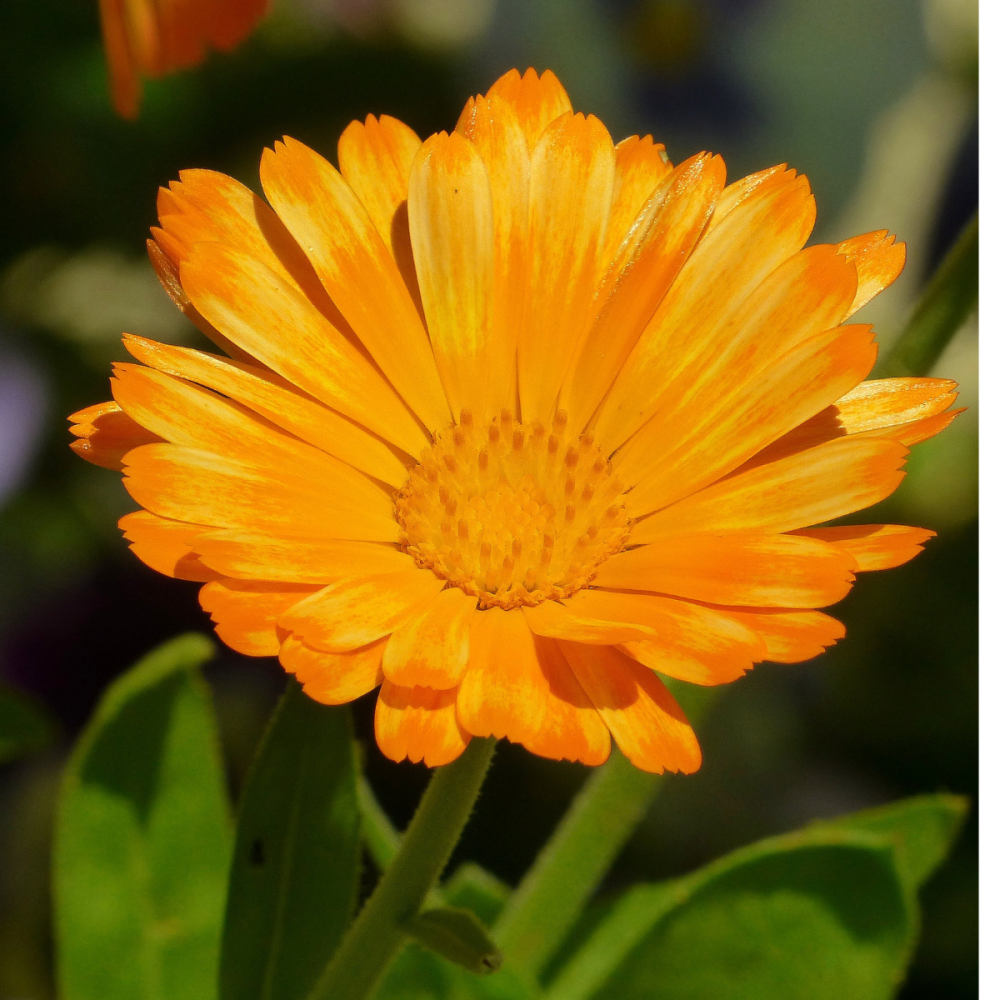 Marigold Seeds Calendula Officinalis Pot English Marigold Flower And Herb Seeds From Moose Seeds