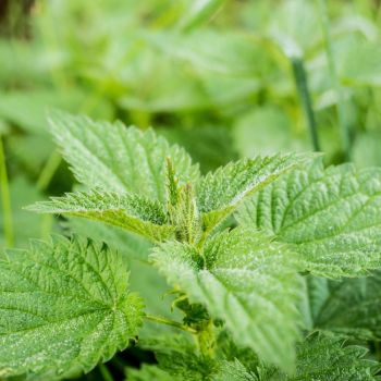 Stinging Nettle Urtica dioica seeds 