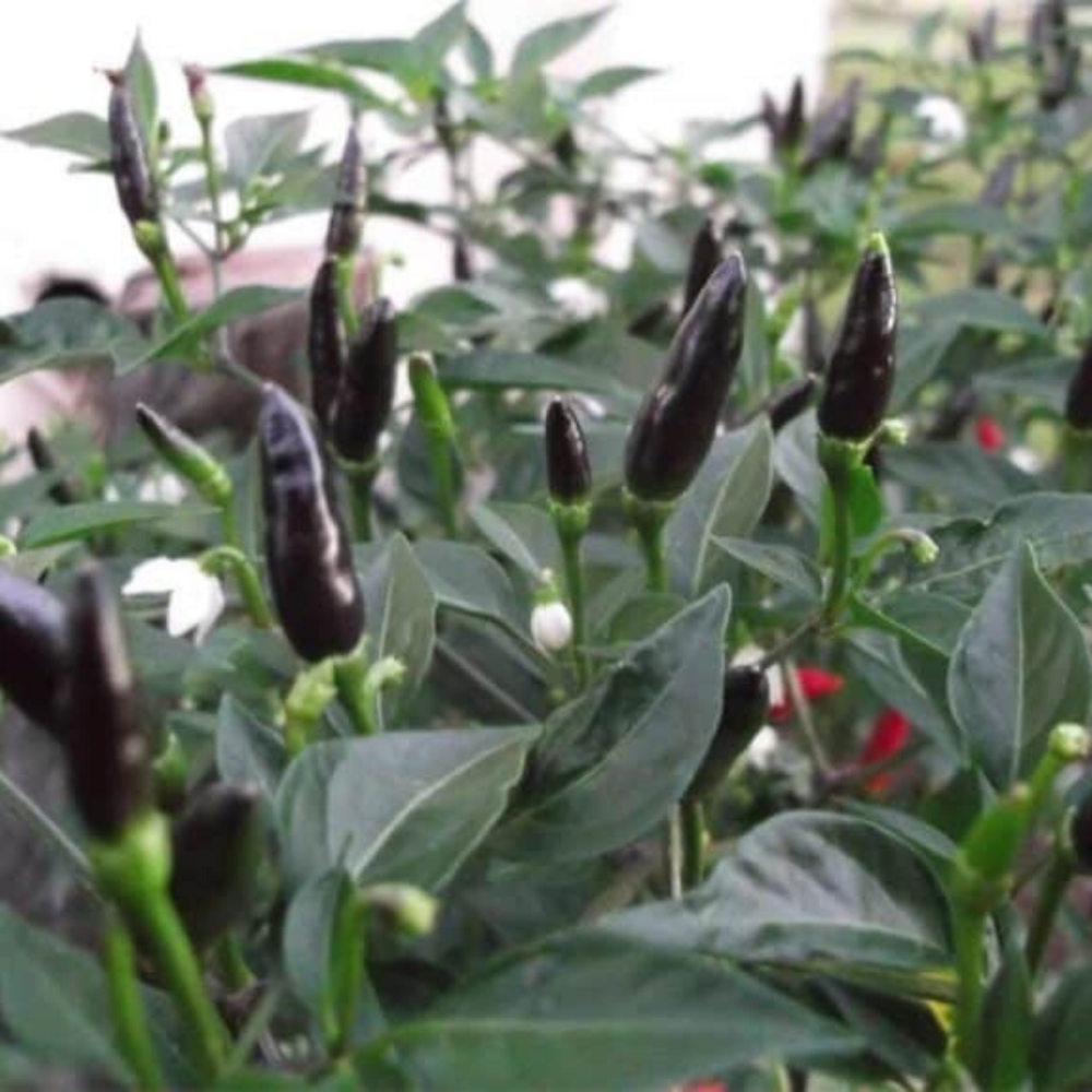 Chilli Pepper - Royal Black - 10 seeds