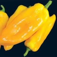 Sweet Pepper Marconi Yellow seeds