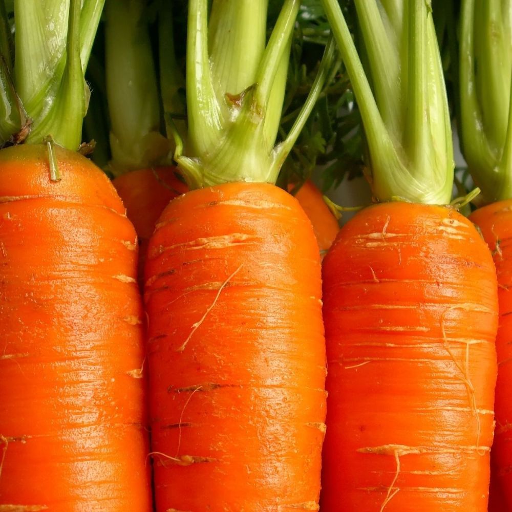 Carrot Darina seeds