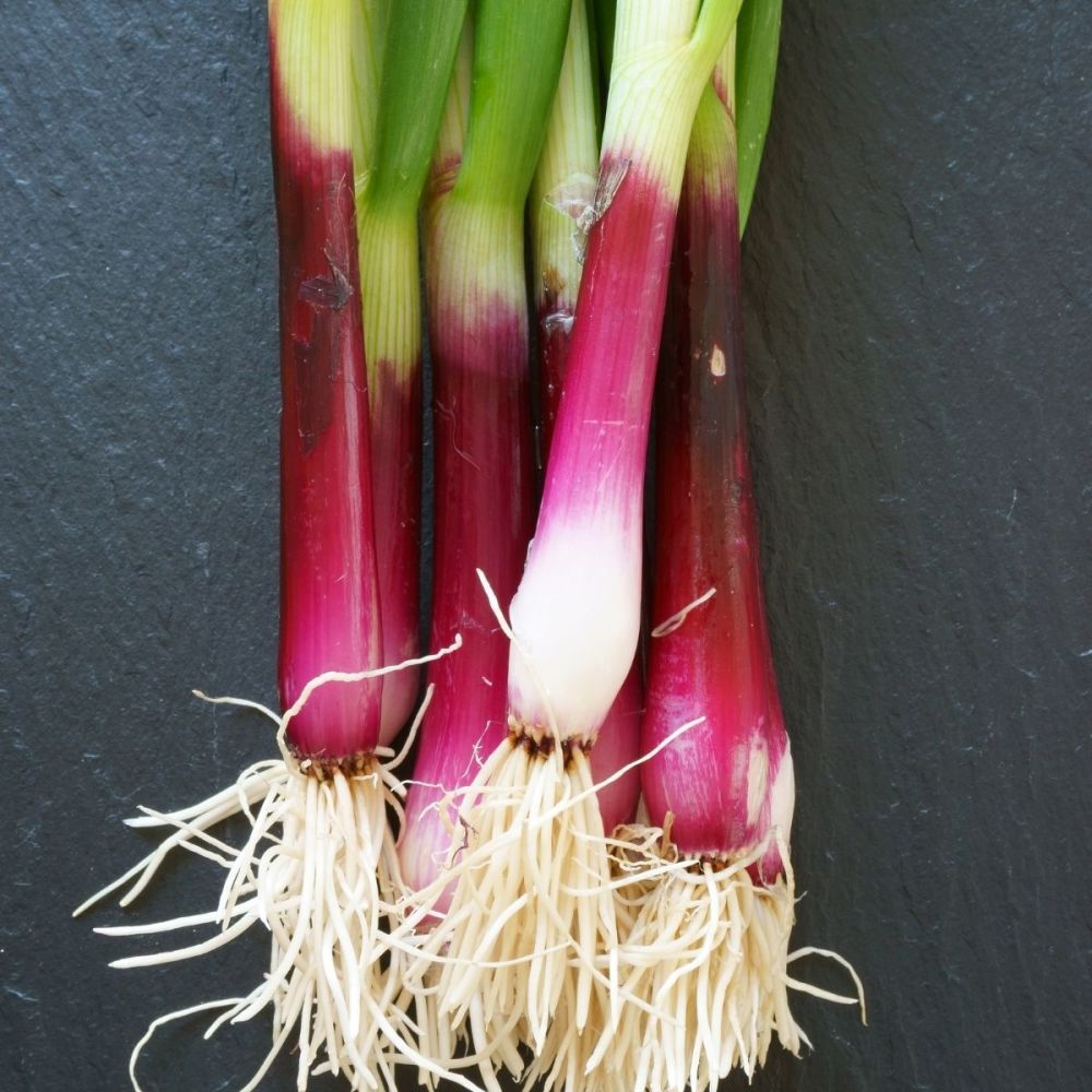 Spring Onion North Holland Bloodred Redmate Seeds