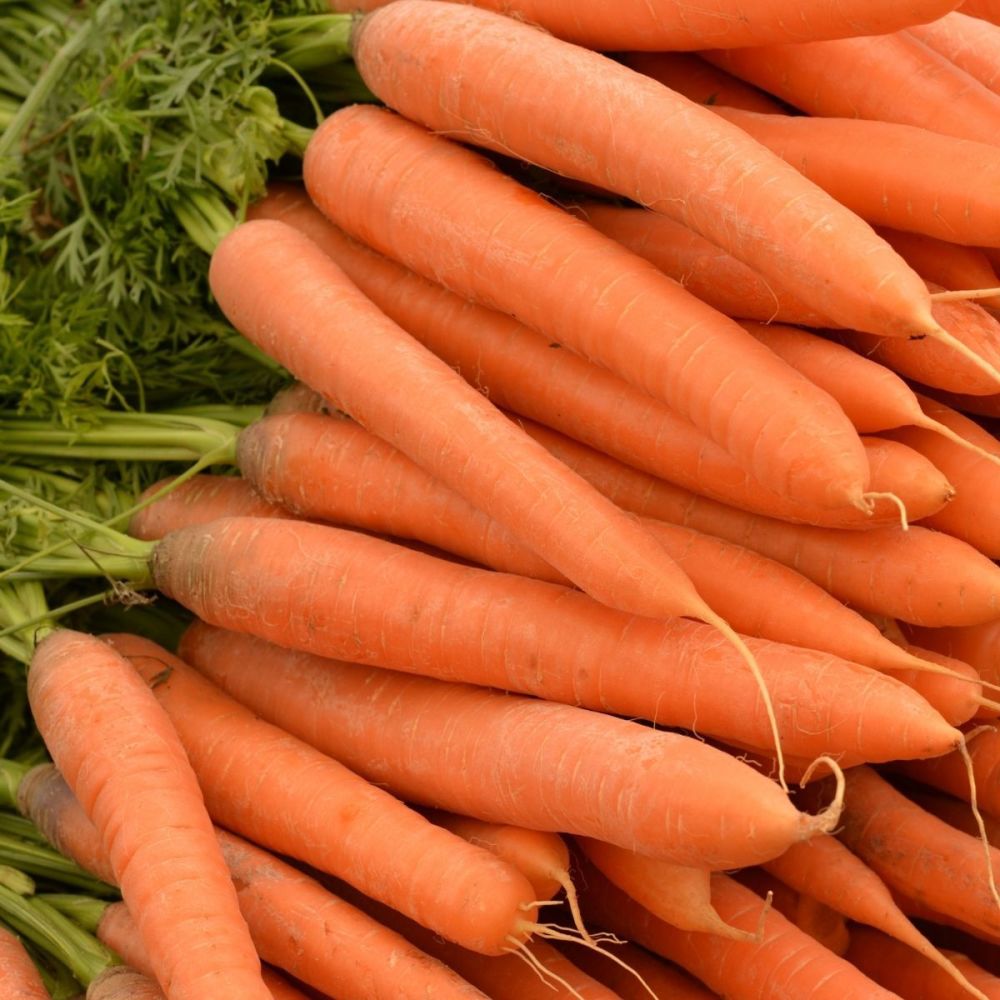 Carrot Karotela seeds