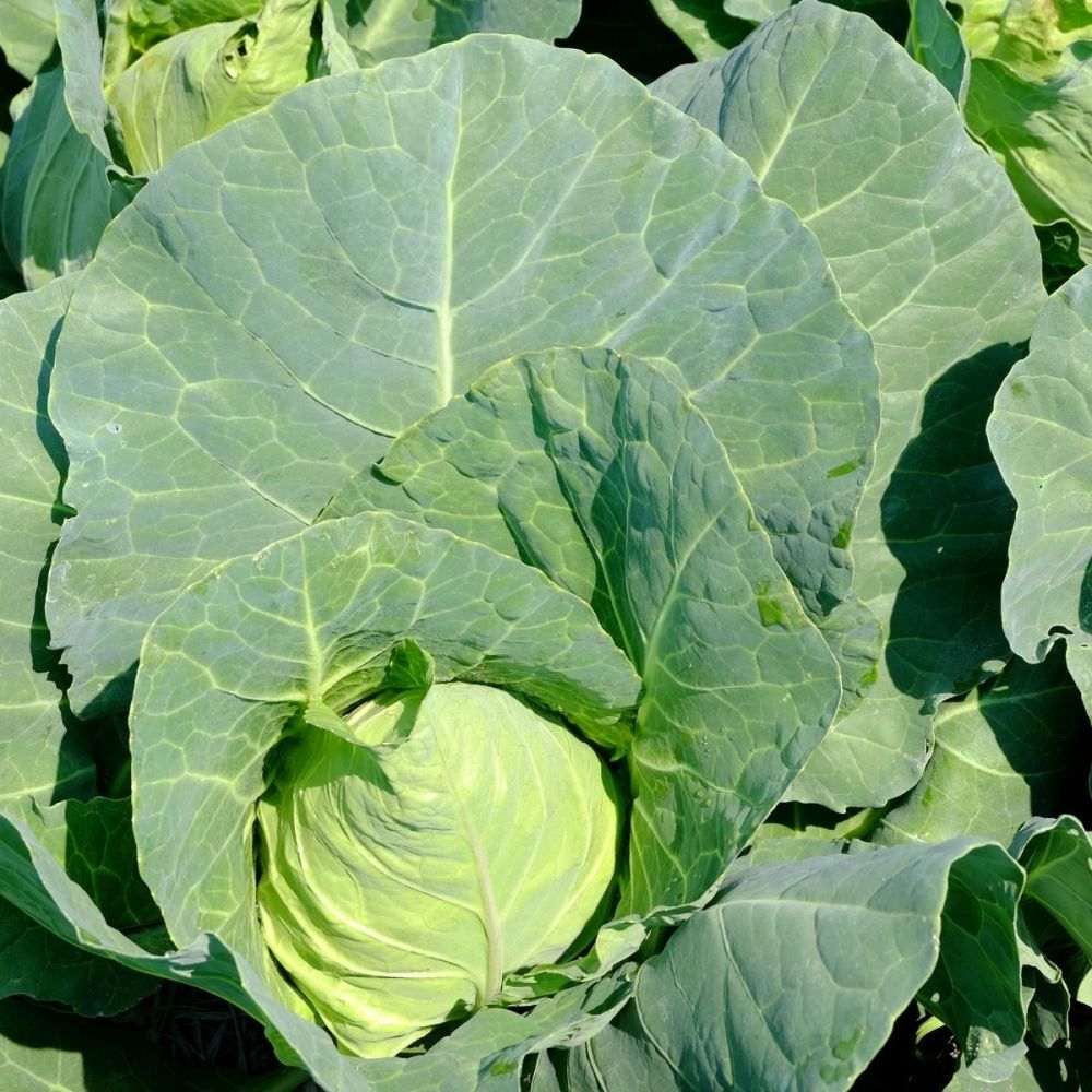 Cabbage Durham Early Seeds