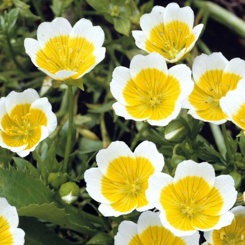 Poached Egg plant Seeds Limnanthes douglasii 