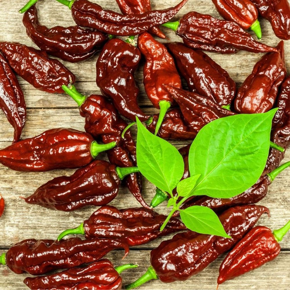 Chilli Pepper Bhut Jolokia Chocolate Seeds