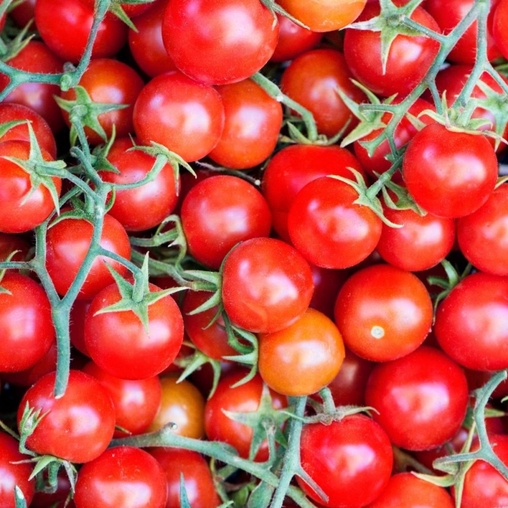 Tomato Cherry Gardener's Delight  Seeds