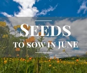 SEEDS TO SOW IN JUNE