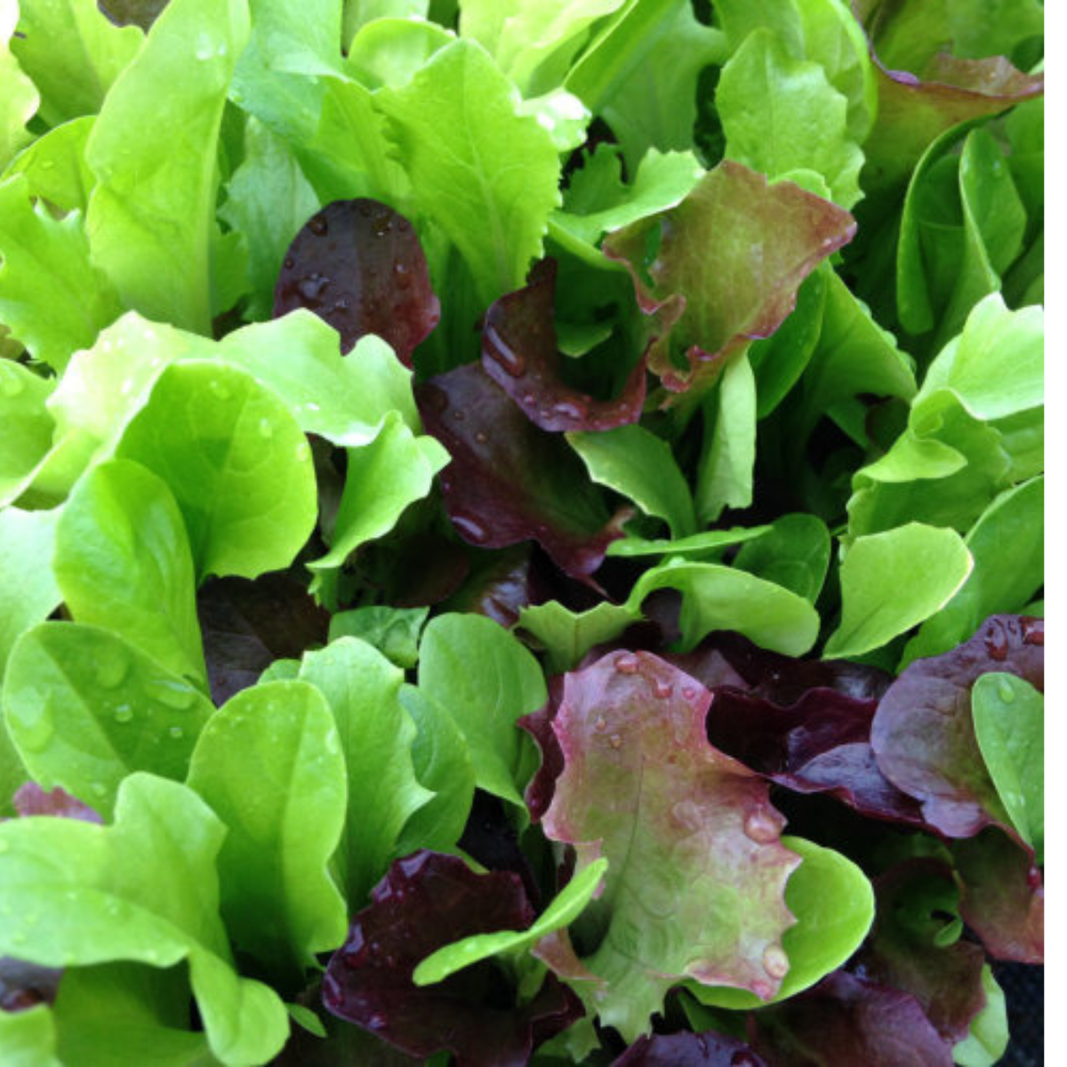 Mixed lettuce seeds