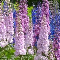 Larkspur Limelight Mixed - Delphinium consolida Seeds