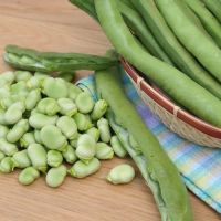 Broad Bean Giant Exhibition Seeds