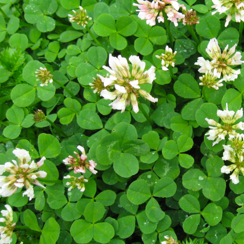 Shamrock Seeds Trifolium repens [St Patrick]