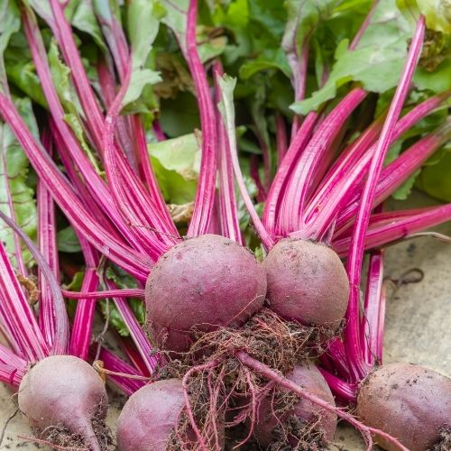 Beetroot boltardy seeds