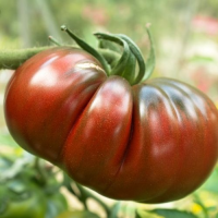 Tomato Black Russian seeds