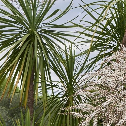 Cordyline Australis  seeds - 'Torbay Palm' - Hardy