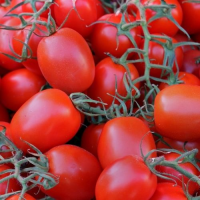 Tomato Roma VF Plum - Italian favourite seeds