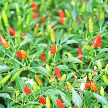 Chilli Pepper Hot Thai Birds eye Seeds