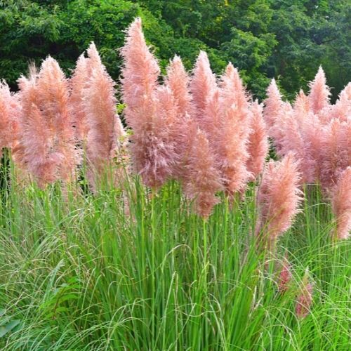Pampas grass Pink Feather Seeds