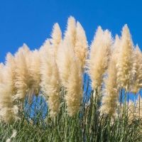 Pampas grass White Feather Seeds