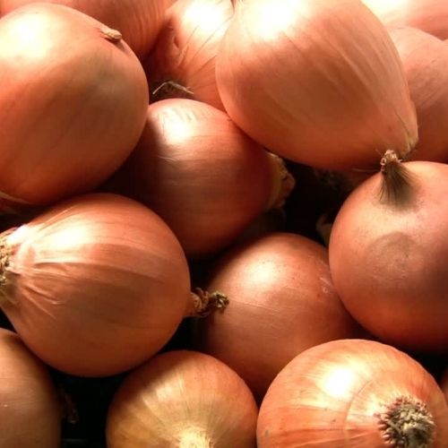 Onion Rijnsburger Seeds