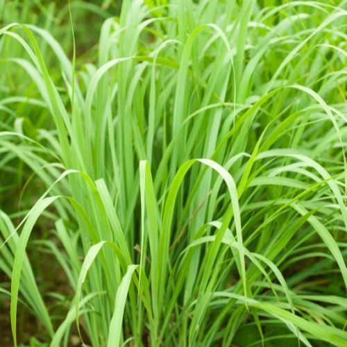 Lemon Grass seeds Cymbopogon flexuosus - Indian Herb