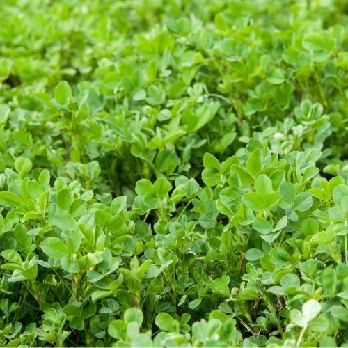 Green Manure Alfalfa seeds